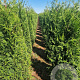 Thuja pl. 'Martin' 200-225 cm met kluit extra