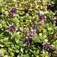 Thymus citriodorus 'Donne Valley' GM P9 BIO