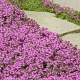 Thymus serpyllum 'Coccineus' GM P9