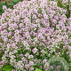 Thymus vulgaris 'Compactus' GM P9