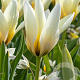 Tulipa 'Concerto' 12 cm verpakt per 100