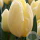 Tulipa 'Creme Fraiche' 11-12 cm verpakt per 100