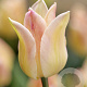 Tulipa 'Elegant Lady' 11-12 cm verpakt per 100