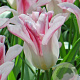 Tulipa 'Holland Chic' 11-12 cm verpakt per 100