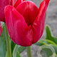 Tulipa 'Ile De France' 11-12 cm verpakt per 100