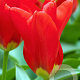 Tulipa 'Madame Lefeber' 12 cm verpakt per 100