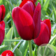 Tulipa 'National Velvet' 11-12 cm verpakt per 100