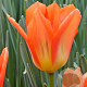 Tulipa 'Orange Emperor' 11-12 cm verpakt per 100