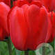 Tulipa 'Red Impression' 11-12 cm verpakt per 100