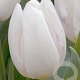 Tulipa 'White Prince' 11-12 cm verpakt per 100