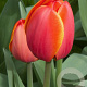 Tulipa Ad Rem 12 cm verpakt per 100