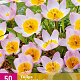 Tulipa bakeri 'Lilac Wonder' 5 cm verpakt per 100