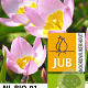 Tulipa bakeri 'Lilac Wonder' verpakt per 100