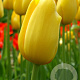 Tulipa Big Smile 12 cm verpakt per 100