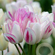 Tulipa Candy Club 12 cm verpakt per 100