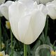 Tulipa Clearwater 11-12 cm verpakt per 100