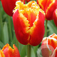 Tulipa Davenport 12 cm verpakt per 100
