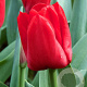 Tulipa Escape 11-12 cm verpakt per 100