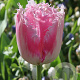 Tulipa Fancy Frills 12 cm verpakt per 100