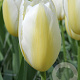 Tulipa Francoise 11-12 cm verpakt per 100