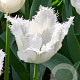 Tulipa Honeymoon 11-12 cm verpakt per 100