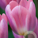 Tulipa Light and Dreamy 11-12 cm verpakt per 100