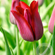 Tulipa Merlot 11-12 cm verpakt per 100