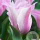 Tulipa Mistress Mystic 11-12 cm verpakt per 100