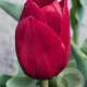 Tulipa Pallada 12 cm verpakt per 100
