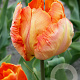 Tulipa Parrot King 12 cm verpakt per 100