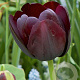 Tulipa Paul Scherer 11-12 cm verpakt per 100
