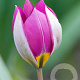 Tulipa pulchella 'Persian Pearl' verpakt per 100