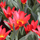 Tulipa Scarlet Baby 11-12 cm verpakt per 100