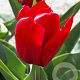 Tulipa Seadov 11-12 cm verpakt per 100