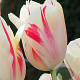 Tulipa Sorbet 11-12 cm verpakt per 100