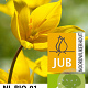 Tulipa sylvestris verpakt per 100