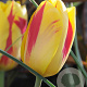 Tulipa Washington 11-12 cm verpakt per 100