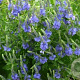 Veronica austriaca 'Shirley Blue' GM P9