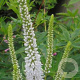 Veronica longifolia 'Alba' GM P9