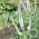 Veronica longifolia 'Lila Karina' GM P9