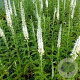 Veronica longifolia 'Schneeriesin' GM P9