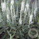Veronica spicata 'Alba' GM P9