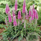 Veronica spicata 'Heidekind' GM P9