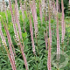 Veronicastrum virginicum 'Erica' GM P9
