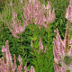 Veronicastrum virginicum 'Erika' GM P9 BIO