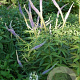 Veronicastrum virginicum 'Inspiration' GM P9