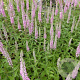 Veronicastrum virginicum 'Pink Damast' GM P9