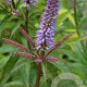 Veronicastrum virginicum 'Red Arrow' GM P9
