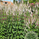 Veronicastrum virginicum 'Roseum' GM P9