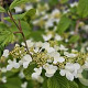 Viburnum plicatum 'St Keverne' 275-300 cm draadkluit verplant 200